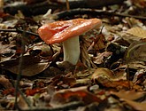 DSC_0193-1.JPG
