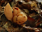 DSC_0195.JPG