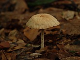 DSC_0197.JPG