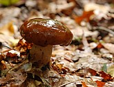 DSC_0200.JPG