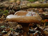 DSC_0201.JPG