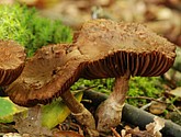 DSC_0205.JPG