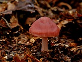 DSC_0216.JPG