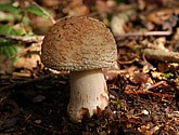 DSC_0221.JPG