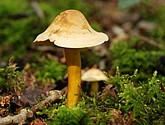 DSC_0226.JPG