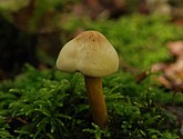 DSC_0229.JPG