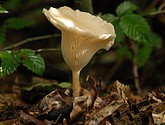 DSC_0231.JPG