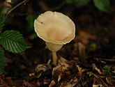 DSC_0235.JPG