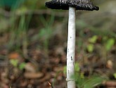 DSC_0241.JPG