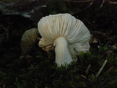 DSC_0046.JPG