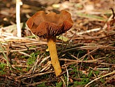 DSC_0048.JPG