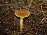 DSC_0049-50.JPG
