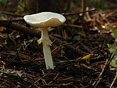 DSC_0051.JPG