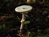 DSC_0054.JPG