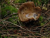 DSC_0073.JPG