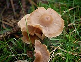 DSC_0075-50.JPG