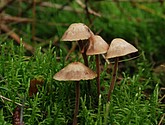 DSC_0079.JPG