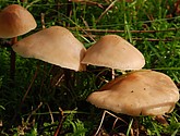 DSC_0088.JPG