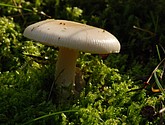 DSC_0094.JPG