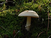 DSC_0095.JPG