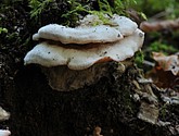 DSC_0265.JPG