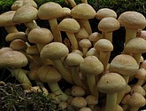 DSC_0268.JPG