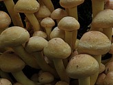 DSC_0269.JPG