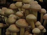 DSC_0270.JPG