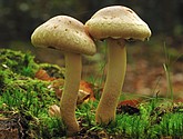 DSC_0275-1.JPG