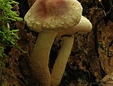 DSC_0278-1.jpg