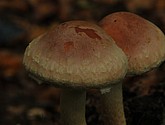 DSC_0280.JPG