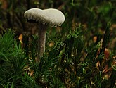 DSC_0287.JPG