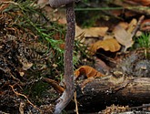 DSC_0289-1.jpg