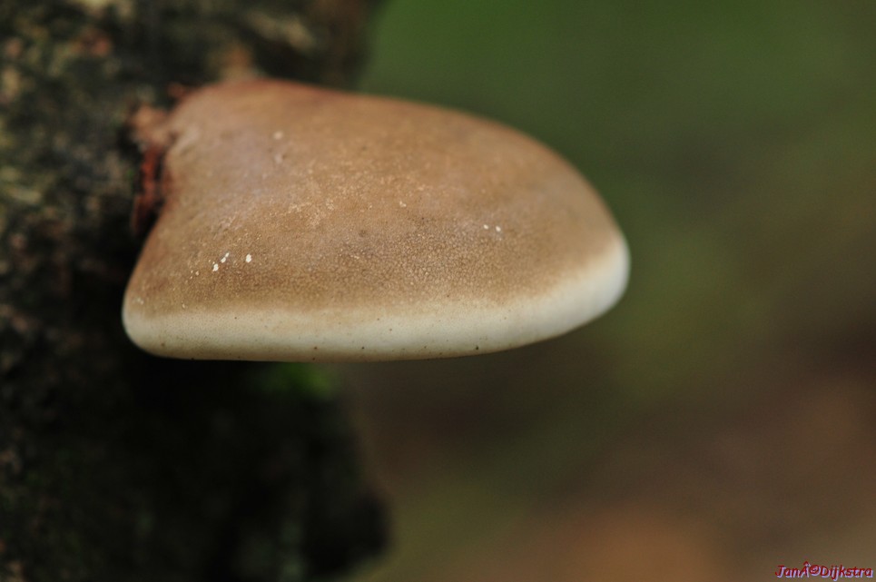 DSC_5385.JPG