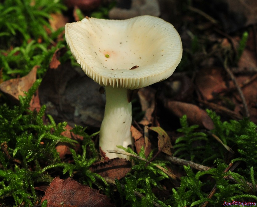 DSC_5394-1.jpg