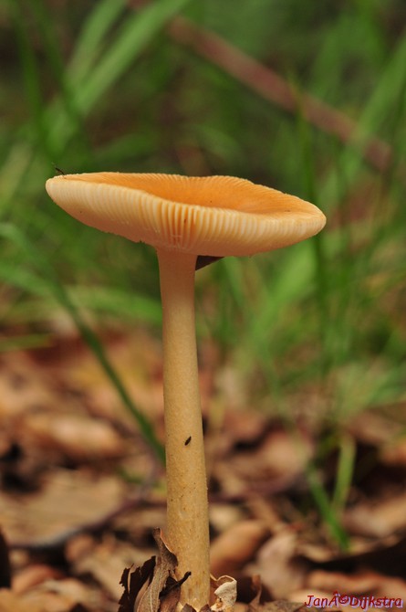 DSC_5408.JPG
