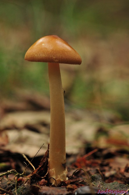 DSC_5415.JPG