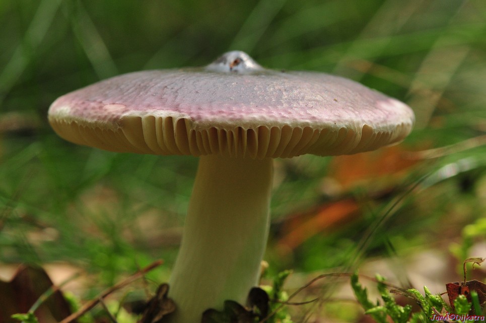 DSC_5448.JPG