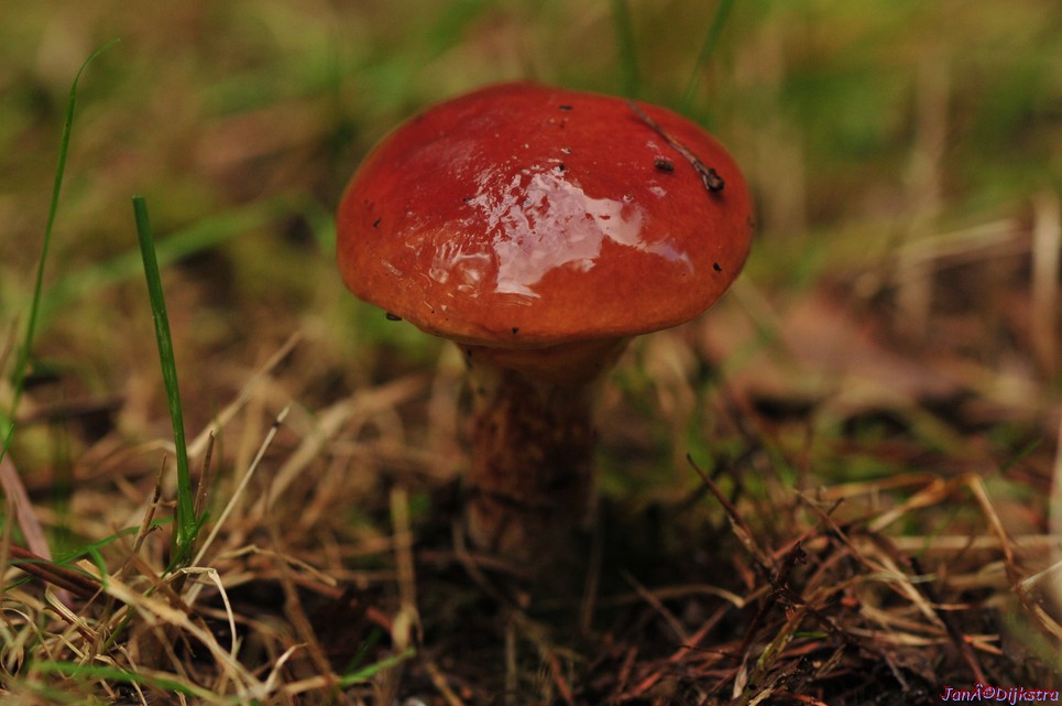 DSC_7900.JPG