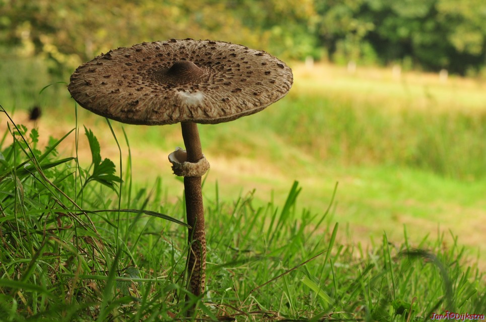 DSC_7932.JPG