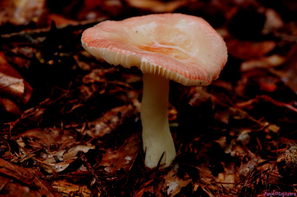 DSC_8024.JPG
