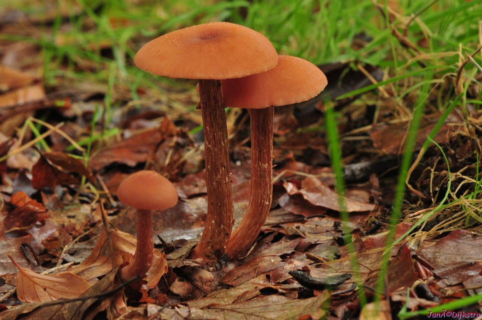 DSC_8038.JPG