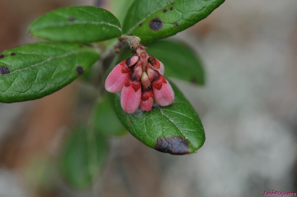 dsc_3413.jpg