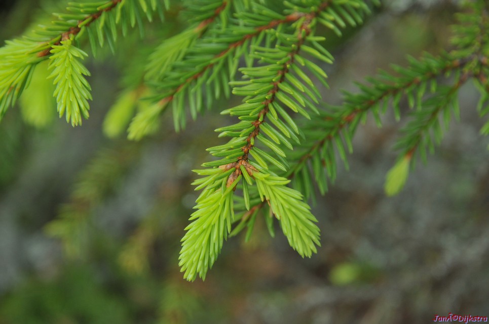 dsc_3425.jpg