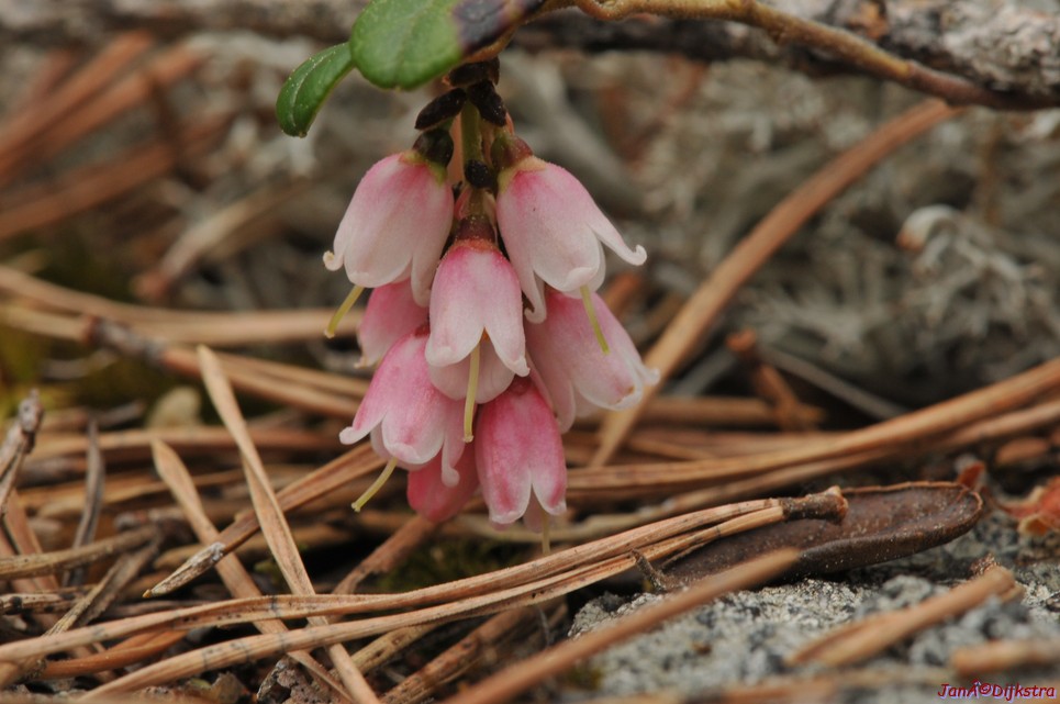 dsc_3478.jpg