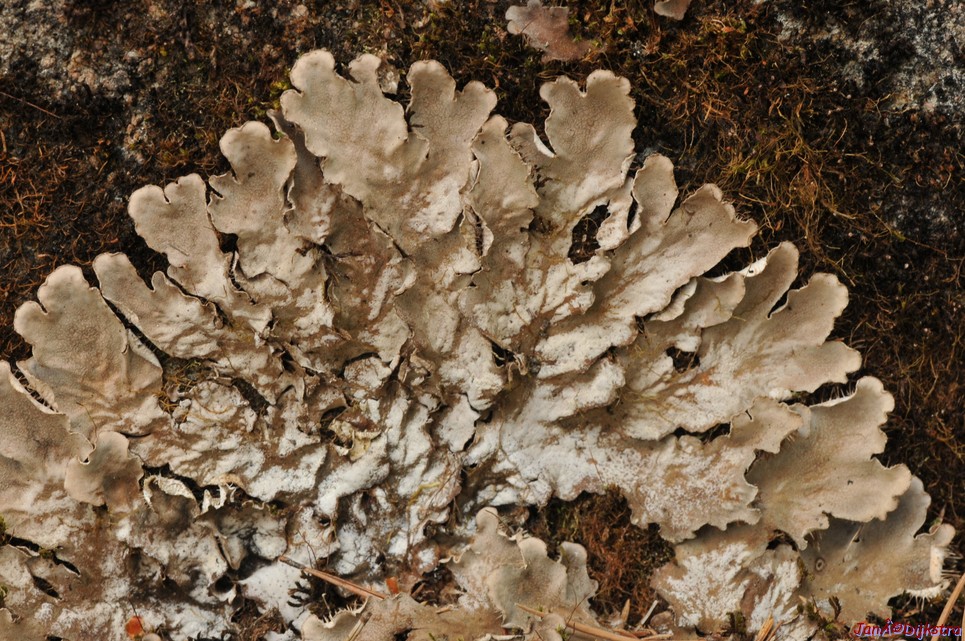 dsc_3484.jpg