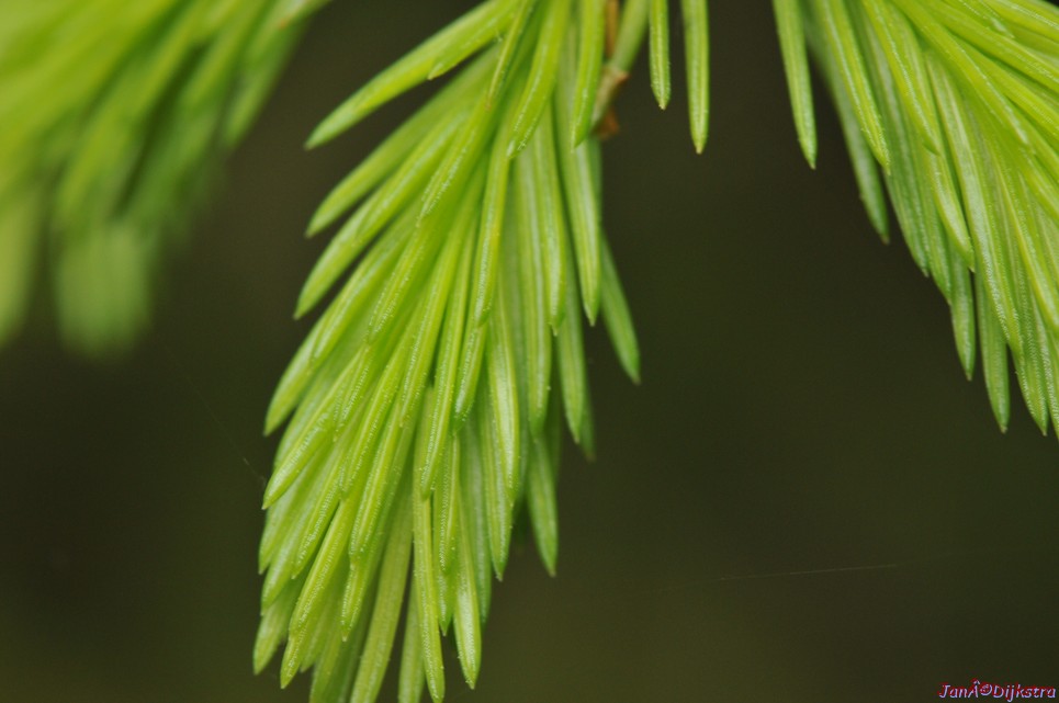 dsc_3485.jpg