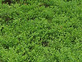 dsc_3415.jpg