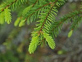 dsc_3425.jpg