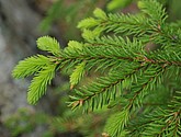 dsc_3426.jpg